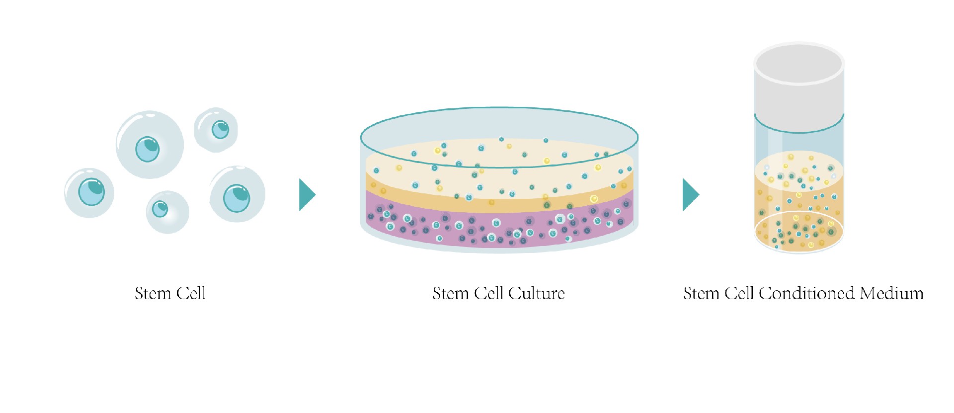 电脑画--细胞失量图--20250612_画板 1 副本 2.jpg